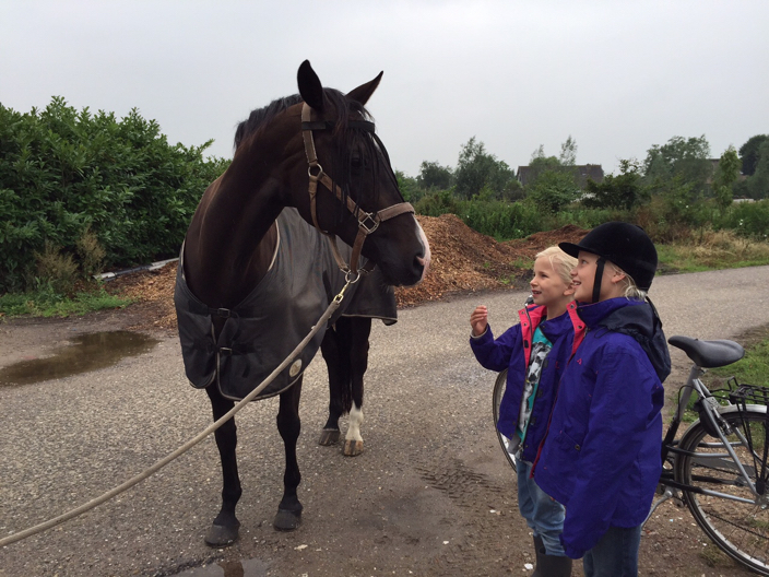 Groot paard