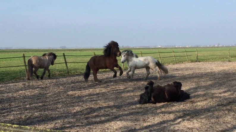 Spelen bij Petra de Vos